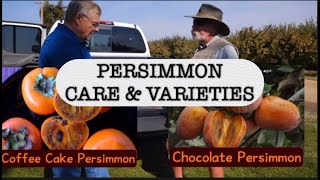 Persimmon Care amp Varieties  Featuring Ed Laivo EdAbleSolutionsqw9zb [upl. by Dunn732]