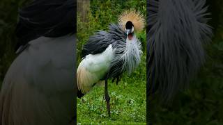 The grey crowned crane africas dancing bird environment nature birds [upl. by Nerua]