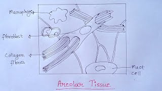 How to Draw Areolar Tissue Diagram  Diagram of Areolar Tissue in Simple amp Easy Way  Areolar Tissue [upl. by Atiral31]