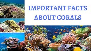 What are CORALS  Polyps amp Zooxanthellae  Formation Significance amp Threats [upl. by Lerner]