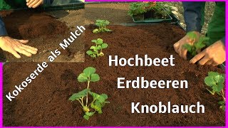 Erdbeeren einpflanzen im Hochbeet wie geht das ganz einfach mit Knoblauch [upl. by Ellette622]