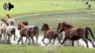 horse galloping sound effect no copyrightfree sound effects [upl. by Pavla386]