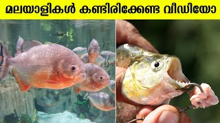 കേരളത്തിൽ പിരാനകൾ നിറയുന്നു 😮 Piranha Facts In Malayalam  fish facts Malayalam  Informative [upl. by Bradan]