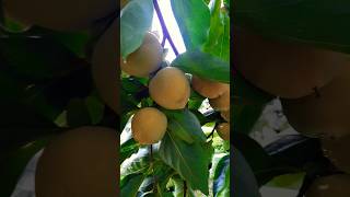 Kaki 😋fruit italy autumn biology gardenbeautiful short [upl. by Flossie]