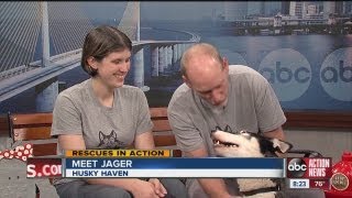 ABC Action News Weekend Edition Rescues in Action Jager [upl. by Neitsirhc735]