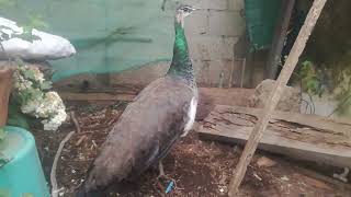 pavo real [upl. by Chapman]