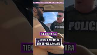 Un conductor se identifica como un gato y la respuesta del policía no tiene precio [upl. by Croft334]