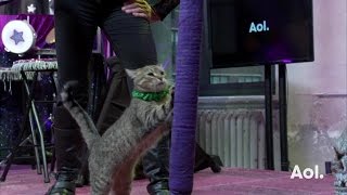 The Amazing Acro Cats Perform on AOL BUILD [upl. by Torres]