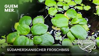 Guemmers Wasserpflanzen Limnobium laevigatum 💧🌱  Aquarinas Pflanzenporträt [upl. by Nannek]