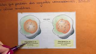 Bases cromossômicas da hereditariedade [upl. by Je]