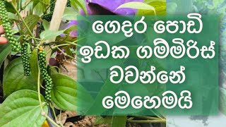 How to grow pepper in pot ගෙදර පොඩි ඉඩක ගම්මිරිස් වවන්නේ මෙහෙමයි Ceylon Agri  Episode 06 [upl. by Nart96]