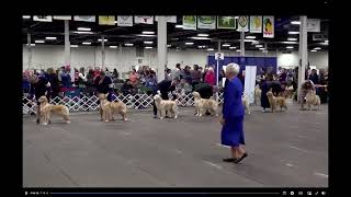 Esquires Winter Wonderland  2024 GRCA National Specialty  9 to 12 month Clip [upl. by Remus]