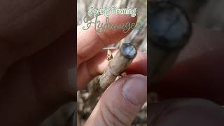 Quick Tips Hydrangea Pruning springpruning [upl. by Hogen243]