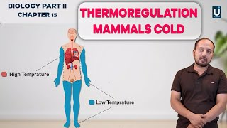 Thermoregulation mammals Cold  Biology Part 2  Chapter  15  Ucademy [upl. by Anrahs595]