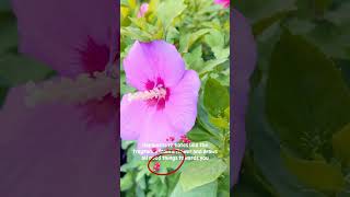 Happy Flowers😋 shirts ytshots flowers hibiscus bougainvillea trending gardening viralvideo [upl. by Yebba650]