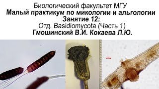 Малый практикум 12 занятие Отдел Basidiomycota часть 1 [upl. by Denten448]