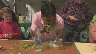 Eating competition World Watercress Eating Championship 2013 at Alresford Watercress Festival [upl. by Anem987]