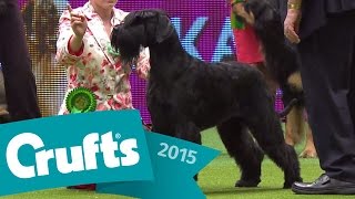 Alaskan Malamute wins Working Group Judging  Crufts 2015 [upl. by Hsiekal]