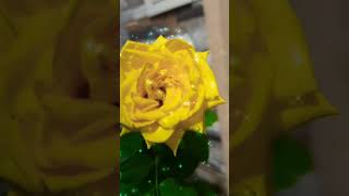 🌹 Beautiful Flowers 🌹 flowers growth nature love subscribe shorts trending viralvideo [upl. by Woolcott418]