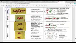 biologie cellulaire s1 BCG Partie métose [upl. by Aicnerolf792]