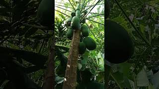 Planta de papaya plantas nature papayas fruit verde [upl. by Trebled414]