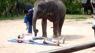 Elephant massages mans groin [upl. by Wera]