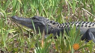 Nature Wakulla Springs State Park [upl. by Beatrix340]