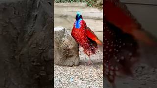 Enjoy the beautiful life and Temminck’s tragopan birds running moments birds nature shorts [upl. by Chamberlin]