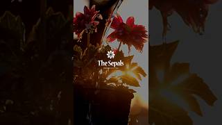 Logo Design for “The Sepals”  Organic Kitchen Gardening logodesign [upl. by Lazos]