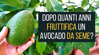 Dopo quanto fruttifica un Avocado 🥑 da seme  Food Stories Vlog [upl. by Sonny]