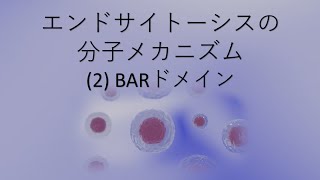 エンドサイトーシスの分子メカニズム 2 BARドメイン [upl. by Nosretep763]