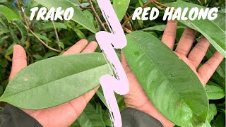 Daun Durio GraveolensTrako amp Durio Graveolens HybridRed Halong Short Video [upl. by Atinuhs620]