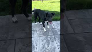 Video of adoptable pet named Bronx [upl. by Haida]