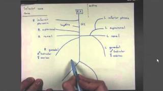 04 Veins of the Inferior Vena Cava [upl. by Llekcm]