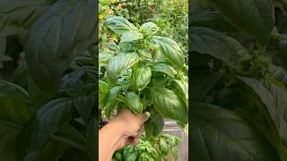 Storing Basil Through Winter🌱 basil basilharvest storingfood soupseason herbs cookinghacks [upl. by Firman418]