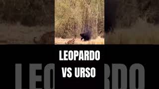 LEOPARDO VS URSO wildlife leopard bear lion animals wildanimals animal [upl. by Mcgray]