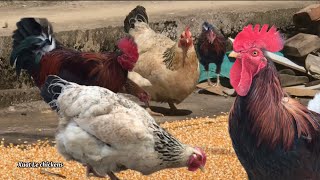 Techniques for raising freerange chickens in a paddock or backyard system [upl. by Leind268]