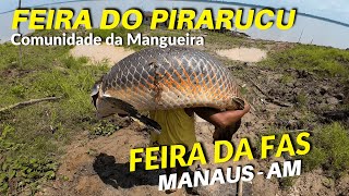 FEIRA DA FAS  PIRARUCU FRESQUINHO DIRETO DA COMUNIDADE DA MANGUEIRA [upl. by Anma417]