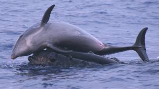 Science Bulletins Whales Give Dolphins a Lift [upl. by Endor]