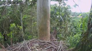 Zimbali Estate Crowned Eagle Live Stream 20241104 1134 [upl. by Johnathan]