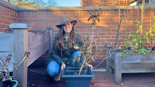 Overwinter Dahlias in Pots  The Easiest Way To Store Them Over Winter [upl. by Ronacin]