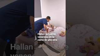 Así atraparon a una serpiente venenosa en la cama de una niña [upl. by Nollid]