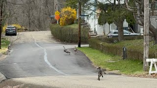 Cane Corso hunts turkeys [upl. by Attiuqehs]