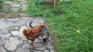 GALLINA VS GATTO [upl. by Alrich74]