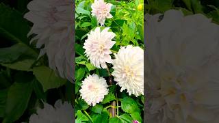 Beautiful Dahlia pinnata flowers😍 beautiful Dahliapinnata flowers kingdom natural viral [upl. by Jansen]