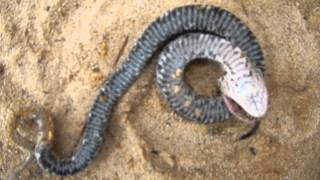 Eastern Hognose Plays Dead [upl. by Lambertson]