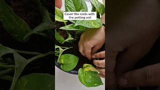 Tips to Make Your Pothos Bushier Than Everiamthegardener pothosplant pothospropagation [upl. by Lay]