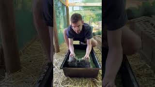 Growing broccoli sprouts for my guinea pigs guineadad guineapigs [upl. by Herr922]