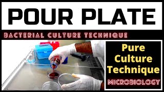 Pour Plate Technique for Colony CountingA Complete Procedure Microbiology [upl. by Hewes348]