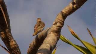 Australasian Figbird Sphecotheres vieilloti ♀  Australischer Feigenpirol 1 [upl. by Yahs]